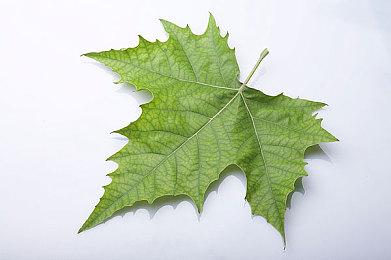 《崩坏：星穹铁道》被氪爆！玩家充值没到账 官方紧急修复